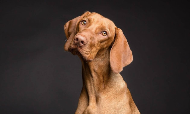 Φυλακίστηκε γιατί έδωσε στα σκυλιά του «παράνομα ονόματα» (vid)