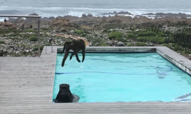 Mπαμπουίνοι «τα σπάνε» με τις βουτιές τους (vid)