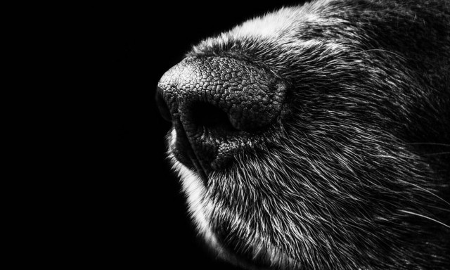 Αμαλιάδα: Στο νοσοκομείο 5χρονη από επίθεση σκύλου - Τη δάγκωσε στο πρόσωπο