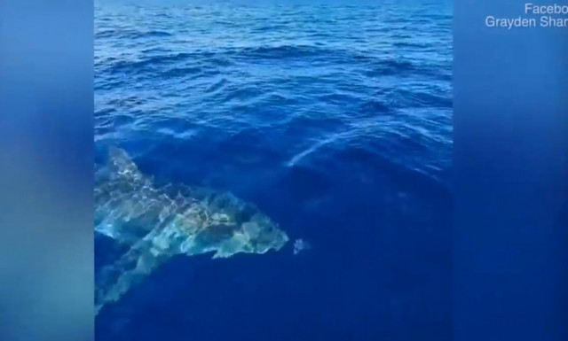 Video: Πήγαν για ψάρεμα και δεν θα ξεχάσουν ποτέ αυτό που έζησαν