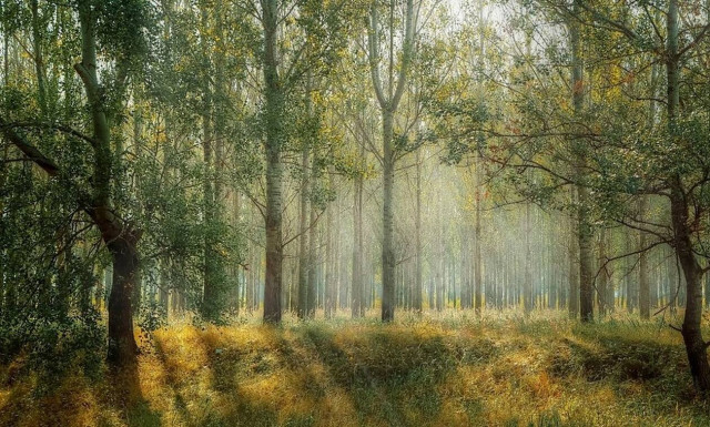 Κομοτηνή: Θρίλερ στο δάσος – Αποκαλύφθηκε η αλήθεια και συνελήφθησαν 