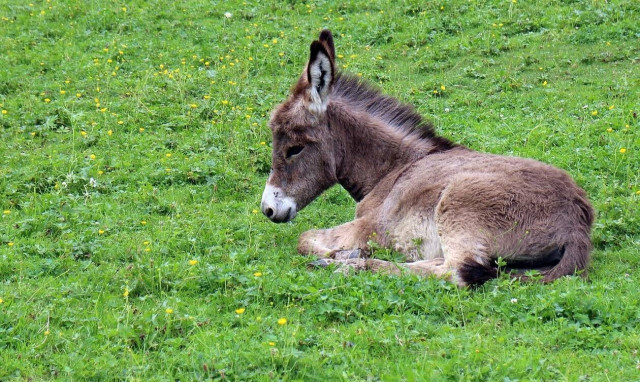 Αποκαρδιωτικές εικόνες στην Πάτρα: Εγκατέλειψαν γαϊδαράκο με μια κάλπη στην πλάτη