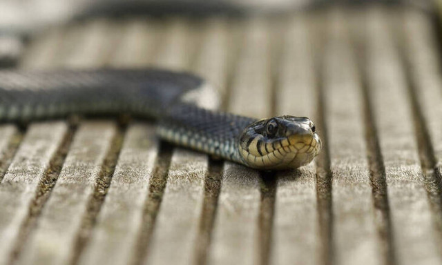 Απίστευτη δικαιολογία: Δημόσια υπάλληλος υποστήριξε πως ένα φίδι... έφαγε 100.000 ευρώ