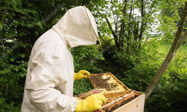 Τρίκαλα: Τι είδε μελισσοκόμος και έμεινε άφωνος;