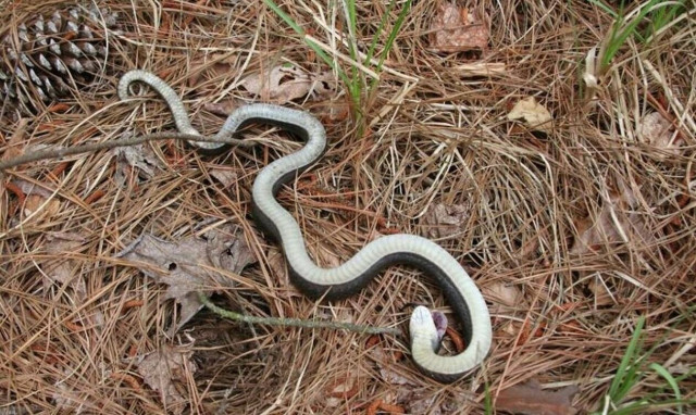 Υπάρχει φίδι - ζόμπι; Όλη η αληθεια