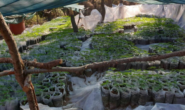 Βοιωτία: Αυτή είναι η χασισοφυτεία - μαμούθ που εντόπισε η Αστυνομία (pics&vids)