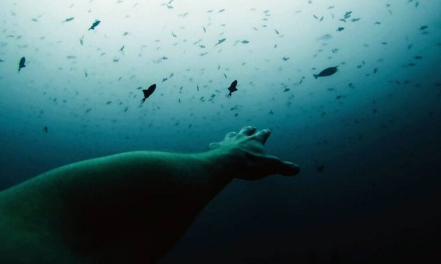 Ραγίζει καρδιές η μητέρα του Κρητικού δύτη που πνίγηκε στη Ρόδο - Νέα στοιχεία για τον θάνατό του 