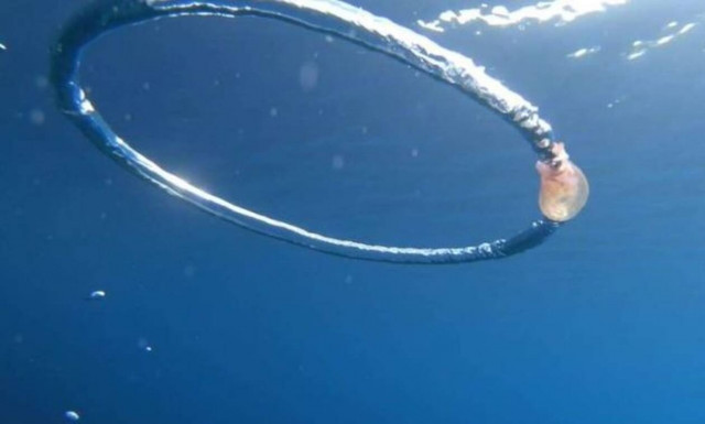 Τσούχτρα «μπλέκει» σε μια φούσκα και ακολουθεί ένα… θαύμα! (vid)