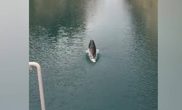 Μεσογειακή φώκια διασχίζει την διώρυγα στον Ισθμό της Κορίνθου