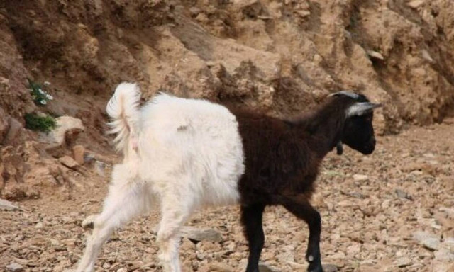 Κρήτη: Το δίχρωμο κατσικάκι που ξετρελαίνει τους περαστικούς!