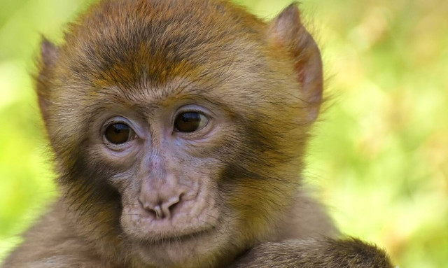 Πόζαραν χαρούμενοι στο φακό... υπολόγισαν όμως χωρίς την αγενή μαϊμού! - Δείτε τι τους έκανε