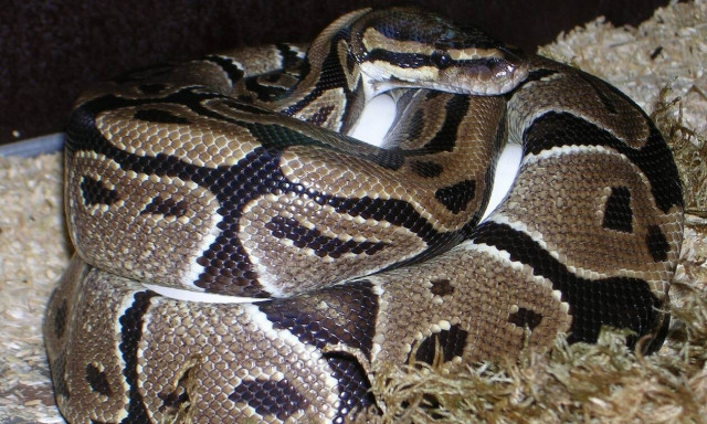 Πύθωνας καταπίνει τεράστιο κροκόδειλο: Καρέ - Καρέ το ανατριχιαστικό «γεύμα»