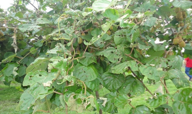 ΕΛΓΑ: Καταβάλλονται την Παρασκευή (21/6) οι αποζημιώσεις στους δικαιούχους