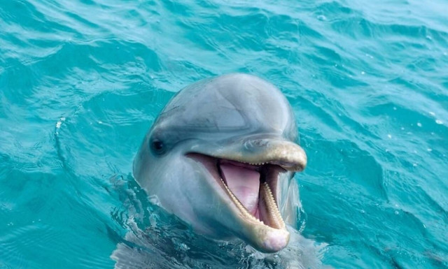 Κολυμπώντας με δελφίνια στην Κορινθία (video)