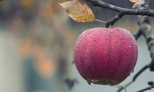 ΕΛΓΑ: Πληρωμές σε 5.457 αγρότες και κτηνοτρόφους