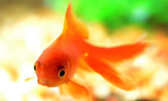 Απίστευτο: Αυτό είναι το μεγαλύτερο χρυσόψαρο του κόσμου (vid)