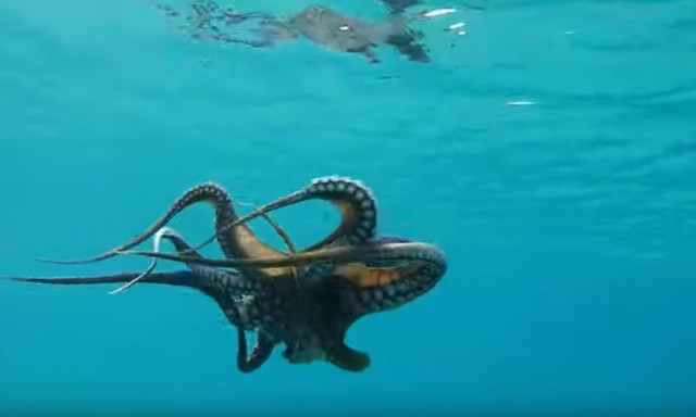 Βούτηξε στον βυθό και δεν πίστευε αυτό που έβλεπε