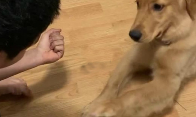 Αυτό ΔΕΝ είναι σκύλος, είναι πραγματικός… άνθρωπος!