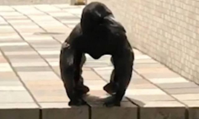 Εσύ τι βλέπεις; Ένα γορίλα ή ένα κοράκι;