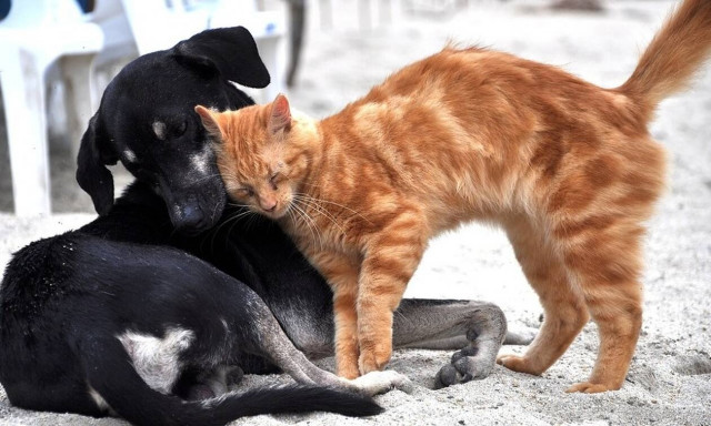 Φρίκη στην Σπάρτη: Αδέσποτα του Δήμου μένουν αλυσοδεμένα κάτω από τον καυτό ήλιο