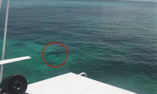 Ασύλληπτο: Καρχαρίες κατασπάραξαν 21χρονη μπροστά στην οικογένειά της (vid)