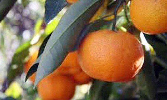 Κρατικές ενισχύσεις στους παραγωγούς μανταρινιών ποικιλίας «Κλημεντίνη»
