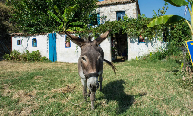 Φυλάκιση και πρόστιμο σε 55χρονο που κλωτσούσε στο κεφάλι γάιδαρο... για να συνέλθει