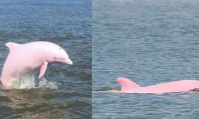 Ροζ δελφίνι κάνει βουτιές στο νερό και παίζει με τη μητέρα του (pics+vid)