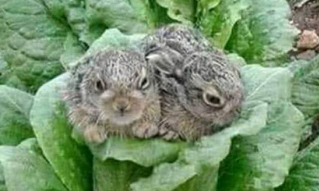 Κρητικός βγήκε στον κήπο του και έπαθε πλάκα με αυτό που είδε!