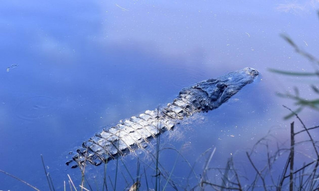 Φρίκη: Βρέθηκαν ανθρώπινα μέλη στο στομάχι αλιγάτορα (vid)