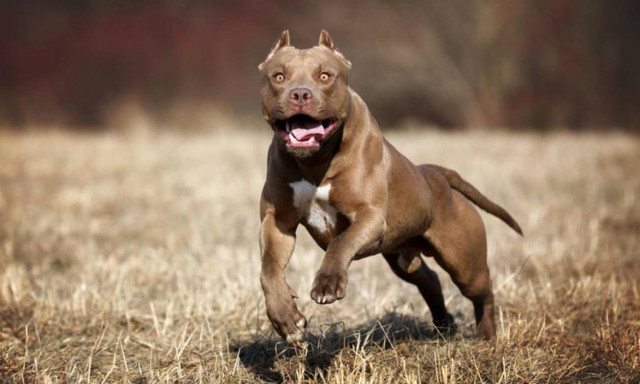 Αγρίνιο: Εφιάλτης για 49χρονη - Της επιτέθηκε πιτ μπουλ