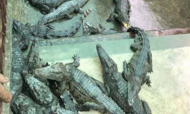 Φρικτός θάνατος 2χρονης: Έπεσε σε λάκκο με κροκόδειλους και την κατασπάραξαν (vid)