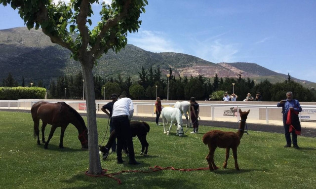 5+1 λόγοι για να πας στο Markopoulo Park (video)