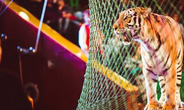 Τραγωδία: Τίγρεις έφαγαν ζωντανό τον εκπαιδευτή τους - Δείτε τι συνέβη