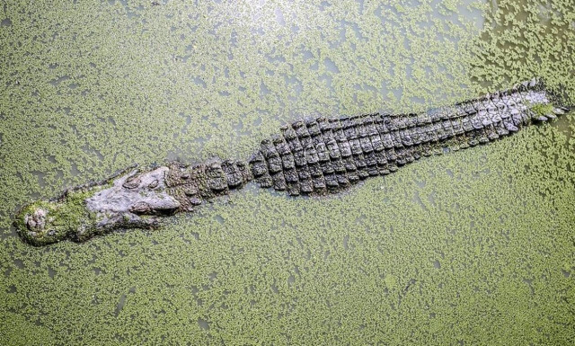 Όταν είδαν το στόμα του κροκόδειλου «πάγωσαν» - Τι συνέβη; (pics)