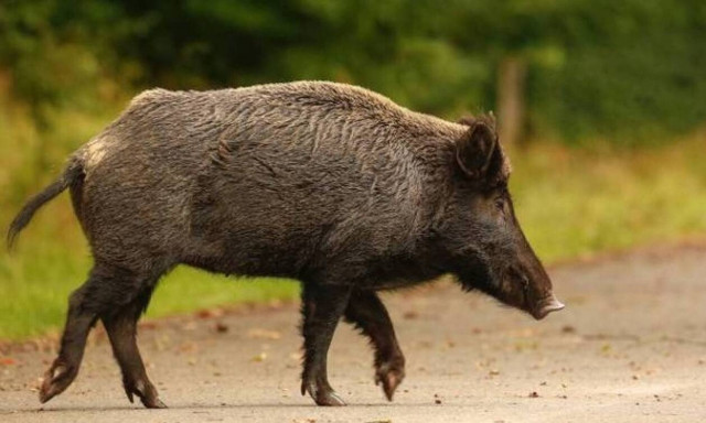 Σύγκρουση ΣΟΚ: Αγριογούρουνο διέλυσε λεωφορείο – Δείτε τις απίστευτες εικόνες 