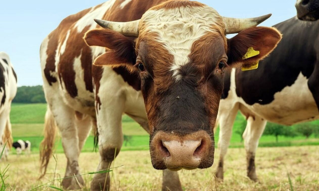 Φρίκη: Επίθεση μανιασμένου ταύρου σε άνθρωπο – Προσοχή, σκληρές εικόνες