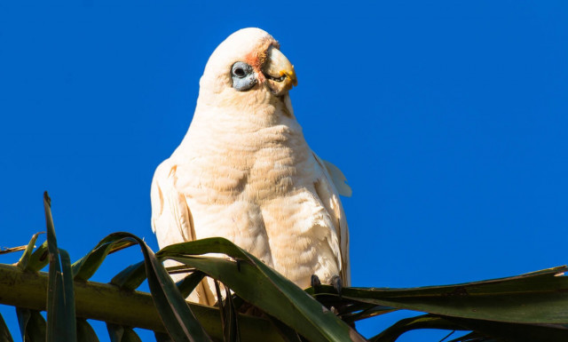 ΣΟΚ: Δεκάδες νεκροί παπαγάλοι - 'Ετρεχε αίμα από τα μάτια τους (Σκληρές εικόνες)