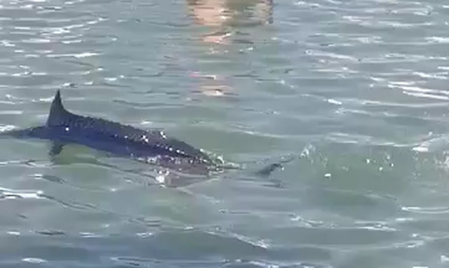 Εύβοια: Όλη η αλήθεια για τον «ξιφία» στη Χαλκίδα