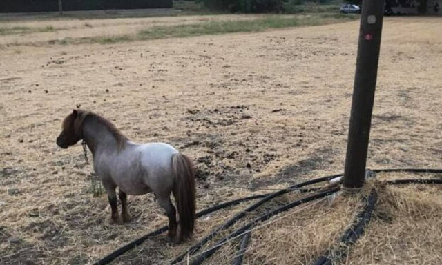 Κρήτη: Παρατημένο στον ήλιο αλογάκι δίχως νερό και τροφή - Το οργισμένο μήνυμα μιας φιλόζωης