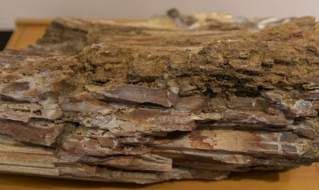 Μυτιλήνη: Συνελήφθη 57χρονος που είχε είχε τμήματα και θραύσματα από το απολιθωμένο δάσος