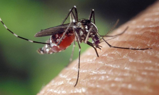 Five cases of Western Nile fever diagnosed in Greece within 2019