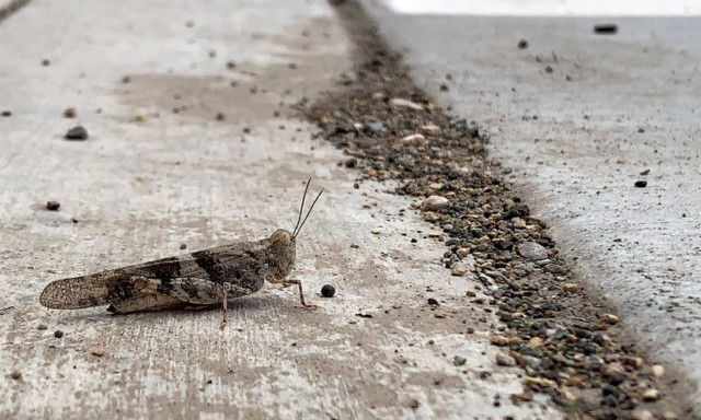 Οργή Θεού στο Λας Βέγκας: Επιδρομή από ακρίδες στην Νεβάδα