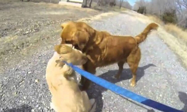 Σκυλίτσα συναντάει τη μαμά της μετά από 3 μήνες - Η αντίδρασή τους ΔΕΝ υπάρχει