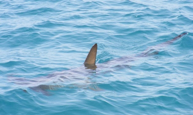 Ο φόβος και ο τρόμος των θαλασσών «κρύβεται» στα ρηχά (pics)