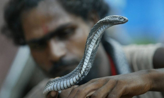 Φρίκη: Τον δάγκωσε φίδι και πήρε αμέσως εκδίκηση – Δείτε τι έκανε (vid)
