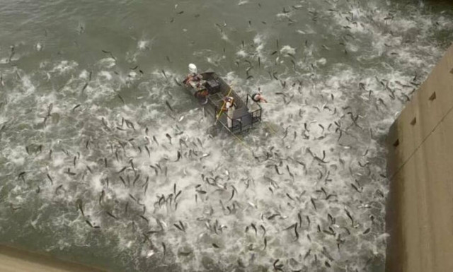 Συγκλονιστικό βίντεο: Κάνουν ηλεκτροσόκ σε ψάρια - Δείτε γιατί