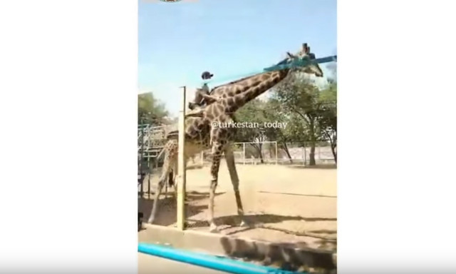 Viral video: Πήδηξε πάνω σε καμηλοπάρδαλη για να κάνει βόλτα! 