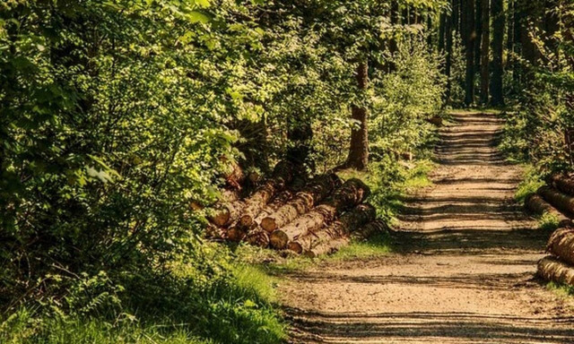 Δασικοί χάρτες: Nέα παράταση - Δείτε σε ποιες περιοχές