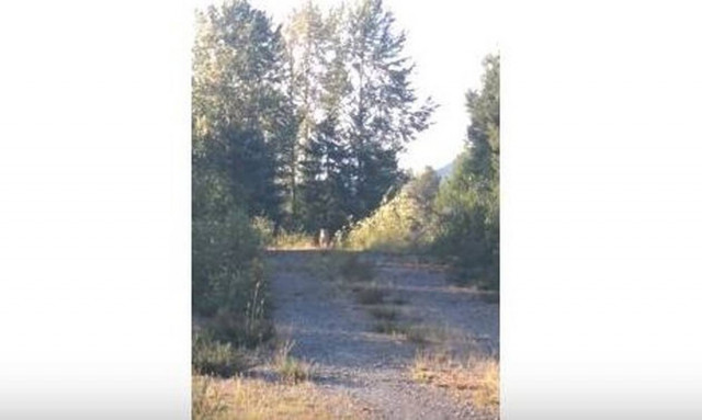 Απίστευτο: Δείτε πώς έδιωξε το κούγκαρ λίγο πριν την κατασπαράξει (pics)